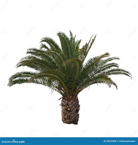 Palmera Aislada