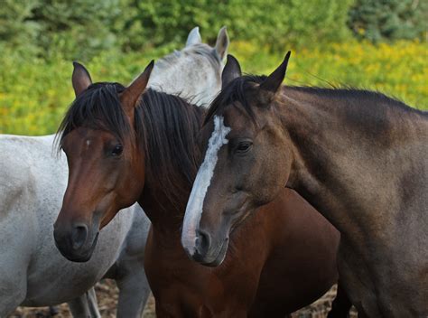 Horses Eastern Ontario Ashley Hockenberry Flickr