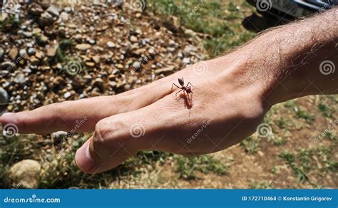 Red Ant Bite The Hand Ant Biting On The Human Skin For Self Defense