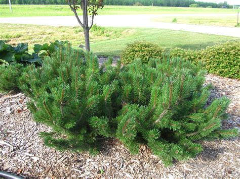 Dwarf Mugo Pine - Jeffries Nurseries