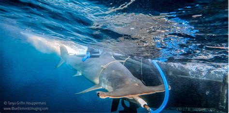 Celebrating Shark Week College Of Agricultural Sciences