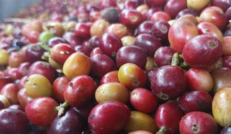 Producción De Café En Colombia Cayó En Noviembre