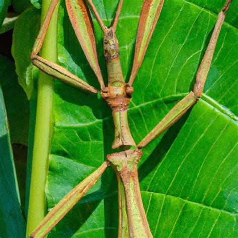 How Big Do Stick Insects Get Pet Brilliant