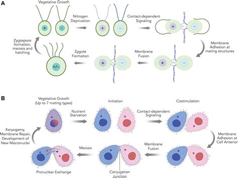 Frontiers Hap Mediated Gamete Fusion Lessons From The World Of