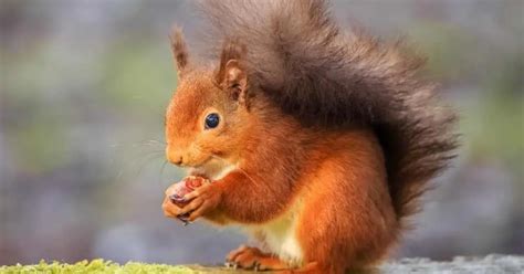 Do Red Squirrels Mate With Grey Squirrels Explained