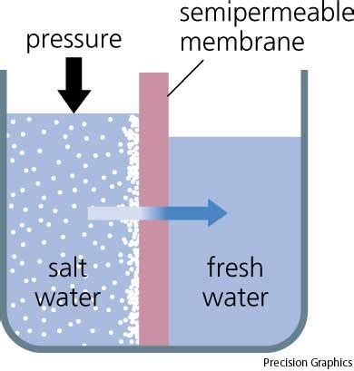 Osmosis And Diffusion Flashcards Quizlet