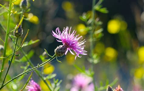 Thistle Flower Botany Free Photo On Pixabay Pixabay