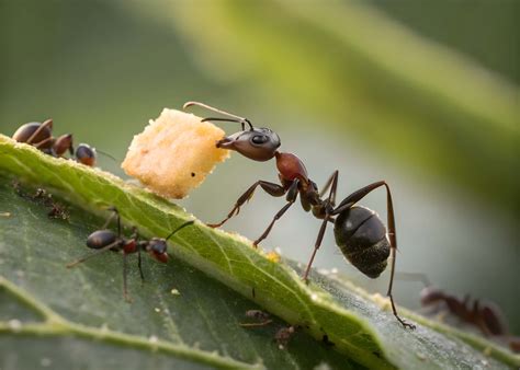 Download An Ant And Leaf Wallpaper | Wallpapers.com