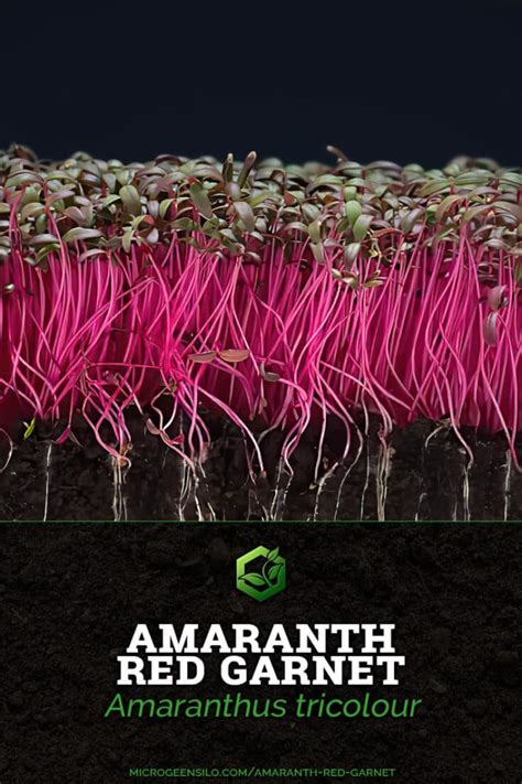 How To Grow Amaranth Red Garnet Microgreens Quick And Easy