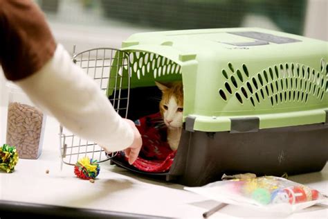 Black Dog Animal Rescue Laramie County Jail Partner For Cat Fostering