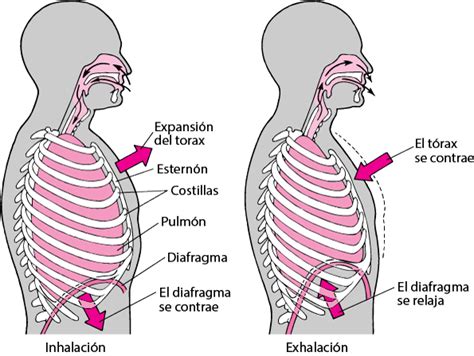 Cómo entra y sale el aire del cuerpo