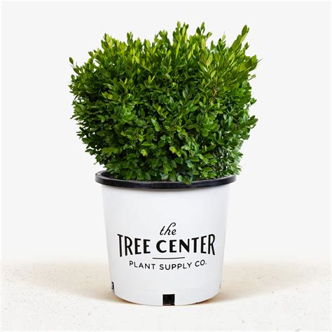 Green Velvet Boxwood | Buy Green Velvet Boxwood | The Tree Center