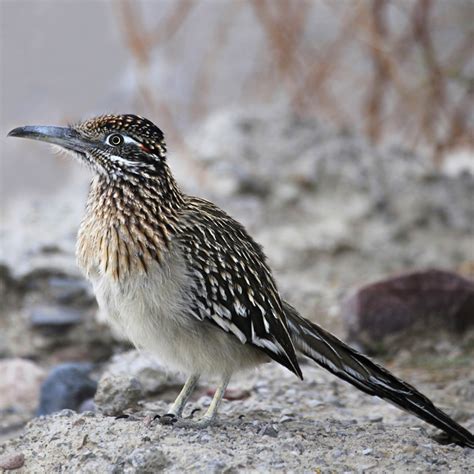 Greater Roadrunner | Desert Animals