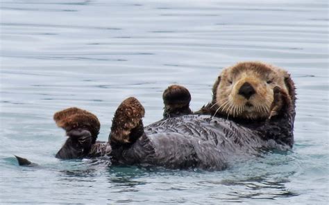 Alaskan Sea Otter | Eco Travel