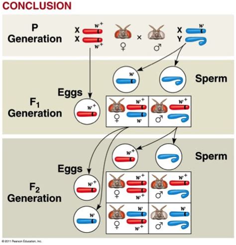 The Sry Gene Is Best Described As Quizlet