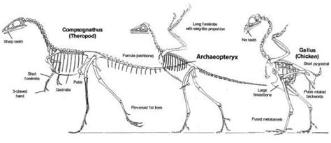 The Origin Of Archaeopteryx Illustrated Evolution Fun Science Missing Link