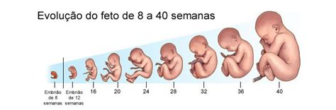 Gravidez Semana A Semana Conheça Detalhes Da Gestação Tricae