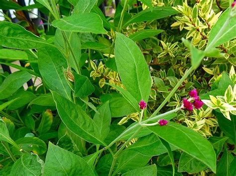 10月24日 今日の一花 センニチコボウ（千日小坊） Gazengamaのブログ 散歩中に出合った花と趣味の陶芸作品 楽天ブログ