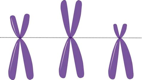 Scientists Create Novel Technique To Form Human Artificial Chromosomes