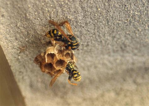 Bondeno Agricoltore Muore Travolto Da Uno Sciame Di Vespe