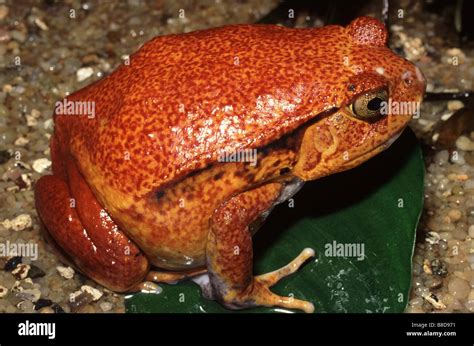 Tomato Frog Dyscophus Antongilii Stock Photo Alamy