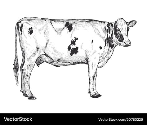 Black And White Sketch Of A Holstein Cow Detailed Vector Image