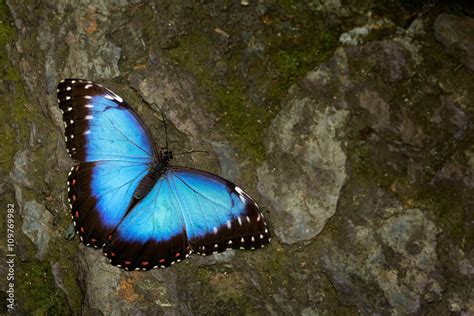 Butterfly Blue Morpho, Morpho peleides. Big blue butterfly sitting on grey rock, beautiful ...