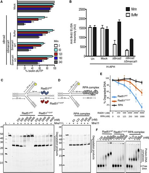 Smarcal1 Mediated Fork Reversal Triggers Mre11 Dependent Degradation Of