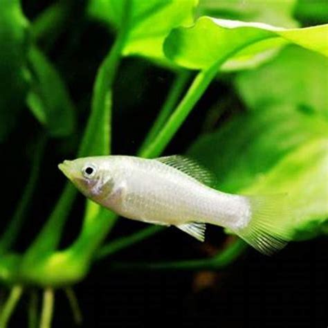 Which fish eat their own babies? - DIY Seattle