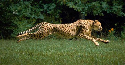 Cheetah Running At 60 Mph in Super Slow Motion HD - GameNGadgets