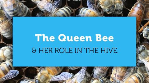 Fascinating Facts About The Queen Bee And Her Role In The Hive