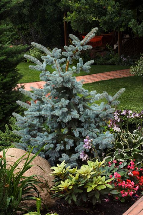 Baby Blue Colorado Spruce Tree Stakestory