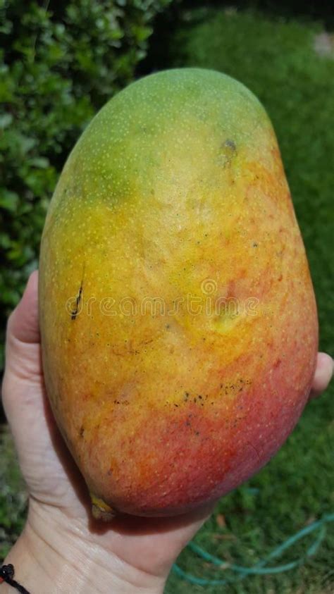 Big Hibrid Mango from Venezuela