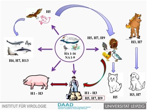 Avian influenza virus and transmission