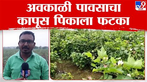 Nandurbar Crop Loss अवकाळी पावसाचा कापूस पिकाला फटका शेतकरी पुन्हा अडचणीत Tv9 Marathi Youtube