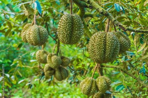 Durian tree, Fresh durian fruit on tree, Durians are the king of fruits ...