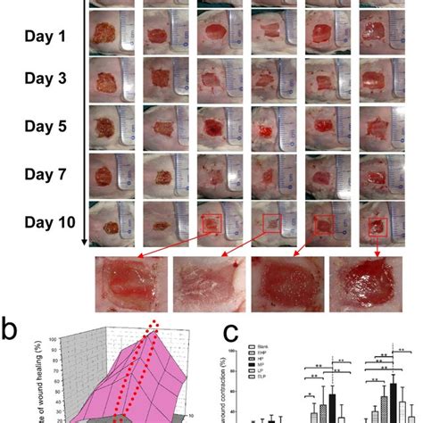 Formation Of Granulation Tissue A Hande Staining Of The Wound Tissue