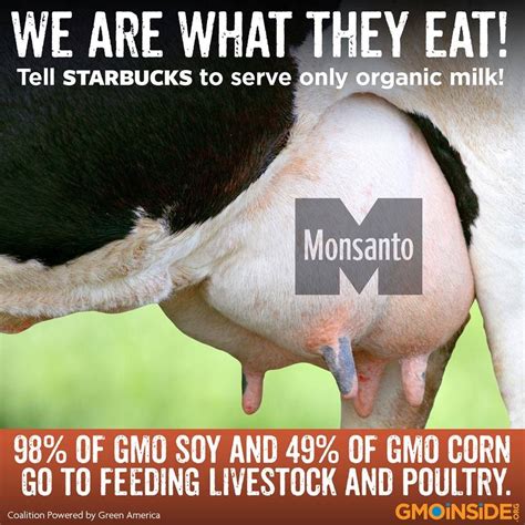 Milk From Cows That Eat Gmos Is “monsanto Milk ” Gmos Have Not Been