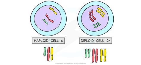 Cie Igcse Biology 复习笔记：1612 Sexual Reproduction