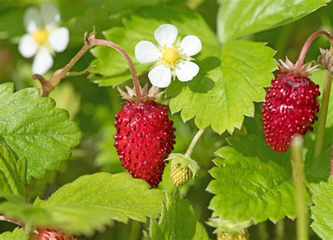 Walderdbeeren Die Aromatischsten Aller Erdbeeren Botanik Guide