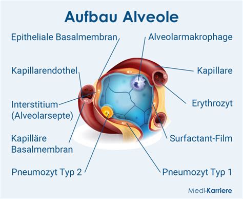 Alveolen Lungenbl Schen Aufbau Funktion Klinik Medi Karriere