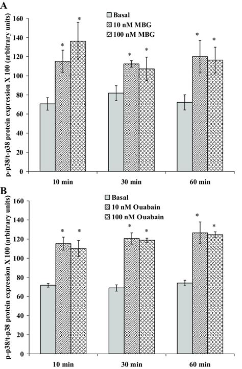 Increased P Phosphorylation By Mbg And Ouabain Ctb Cells Were