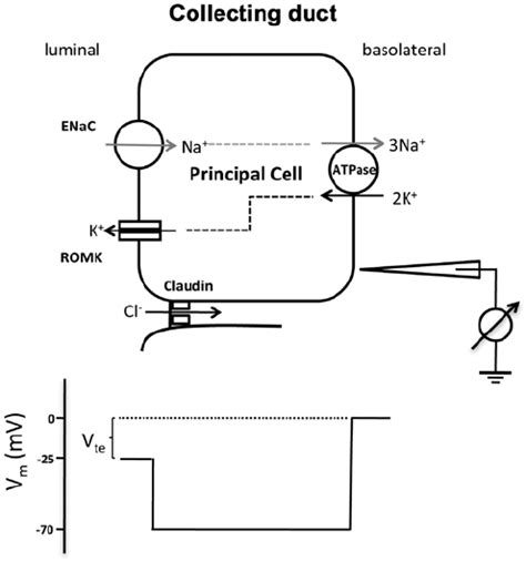 Ion Transport Pathways In The Collecting Duct Na Is Absorbed Through