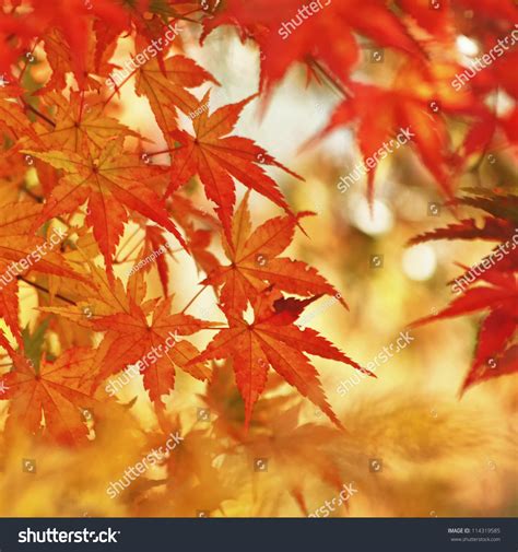 Magic Autumn Maple Leaves Stock Photo 114319585 - Shutterstock