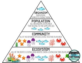 Levels of Organization in an Ecosystem by The Teacher with Tattoos