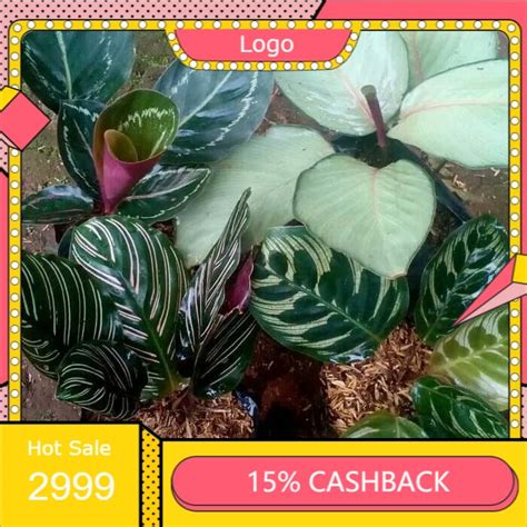 Jual Paket 4 Jenis Tanaman Hias Calathea Shopee Indonesia