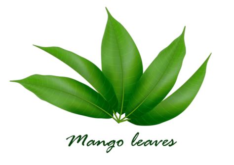 Mango With Texture Png Transparent Images Free Download Vector Files