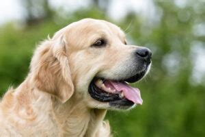 De Golden Retriever Overzicht Hondenrassen Hondtrainen Nl