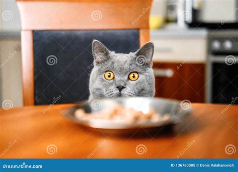 Cat Is Looking At Food At The Table Stock Image Image Of Looks