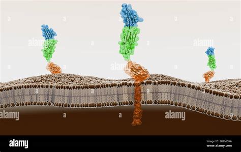 Illustration Of A Receptor For Advanced Glycation Endproducts Rage